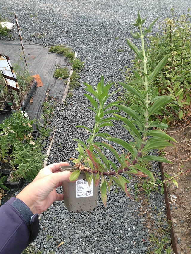 Saponaria officinalis Rosea Plena - 11. 7. 2025