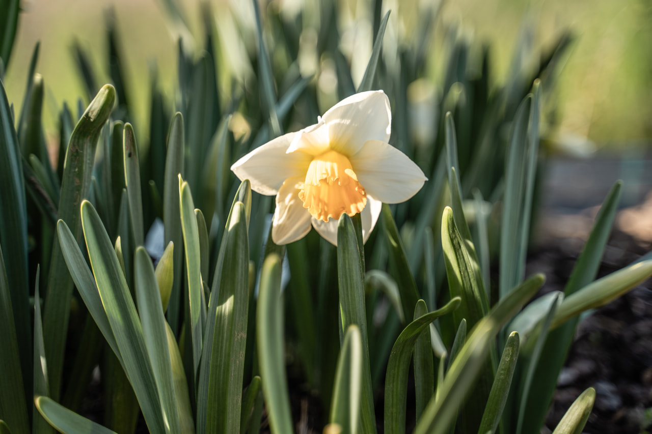 Narcis Chromacolor, Loukykvět