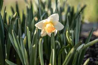 Narcis Chromacolor, Loukykvět