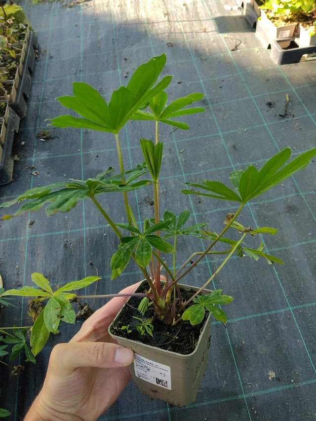 Altramuz Band of Nobles Schloßfrau - 17. 9. 2025