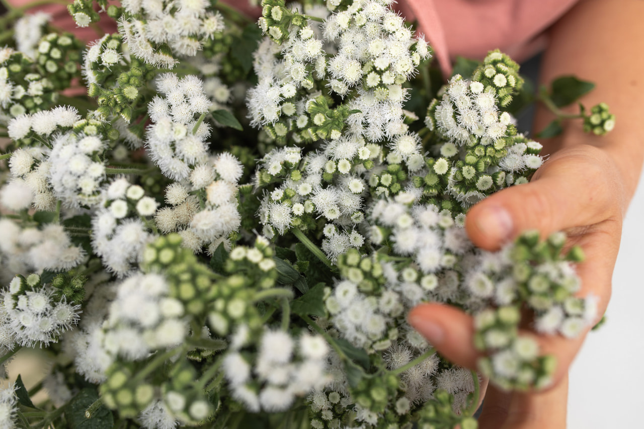 Nestařec QIS Bouquet White, Loukykvět