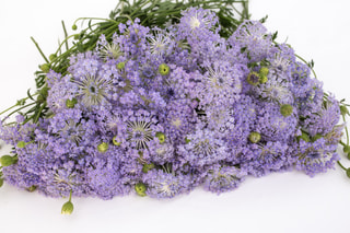 Didiscus Lavender Blue, Loukykvět