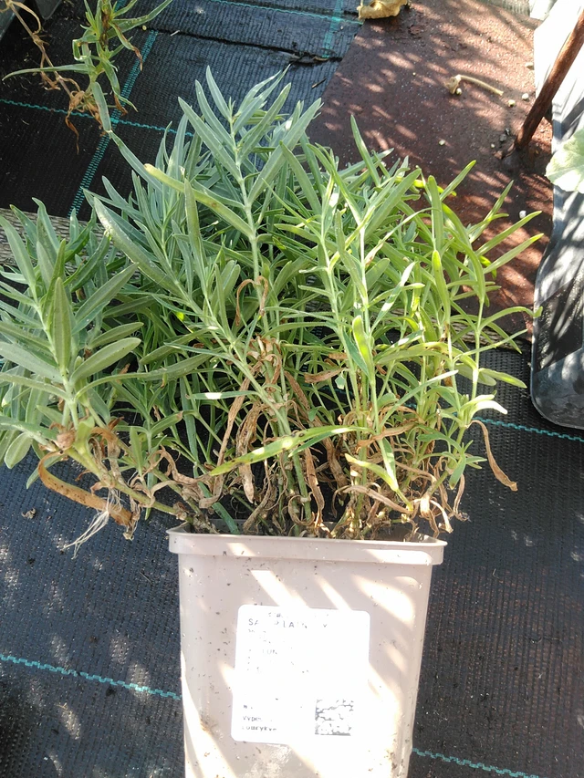 Paniculata - 19. 8. 2025