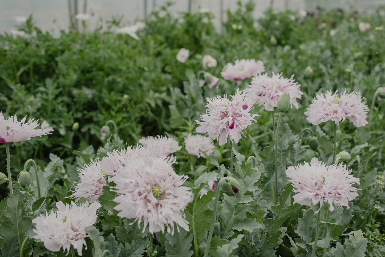 Mák Lilac Pompom, Loukykvět