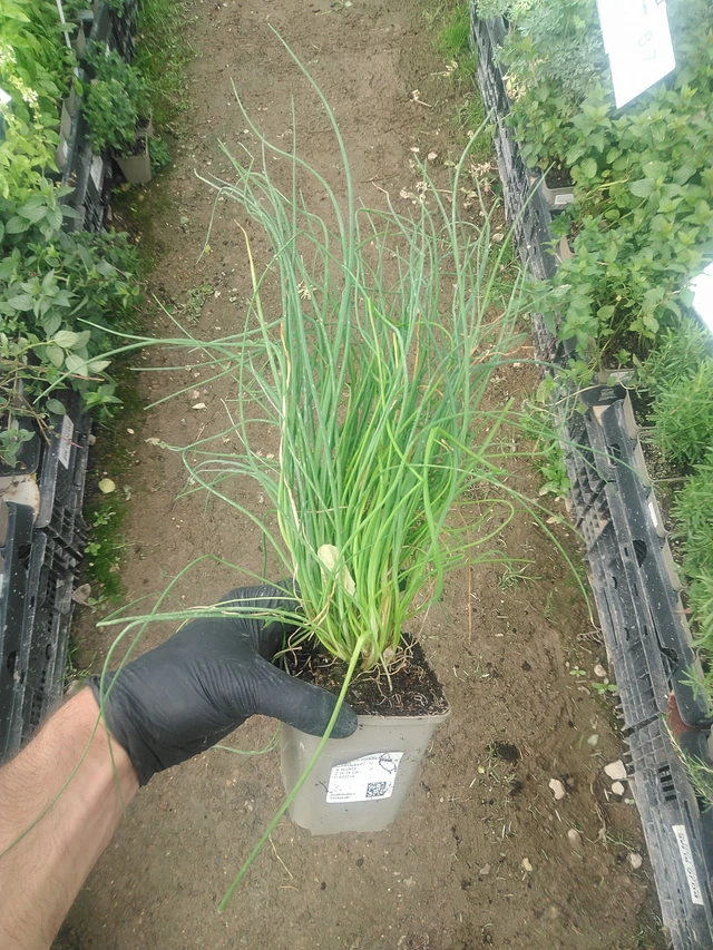 Cebollino costero - 10. 9. 2025