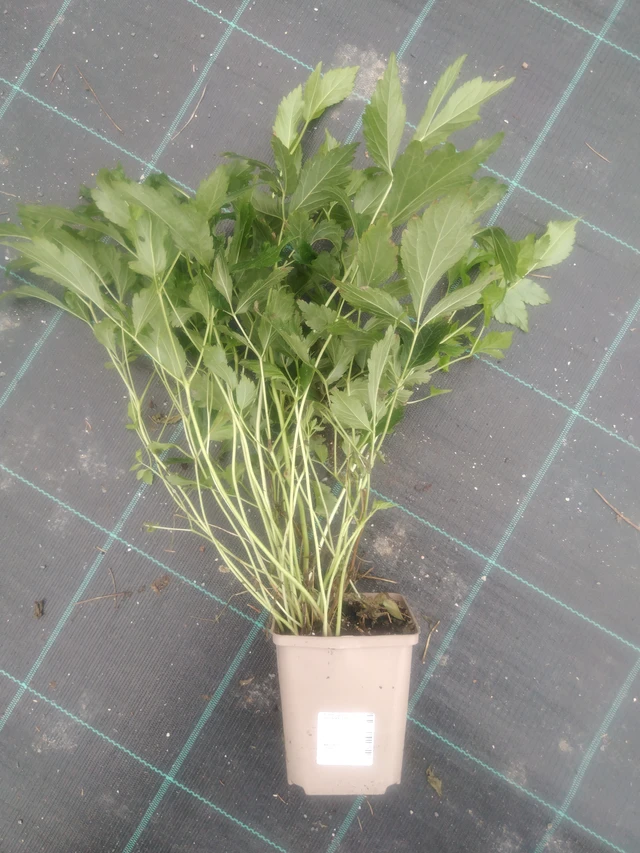 Astilbe Europa - 2024