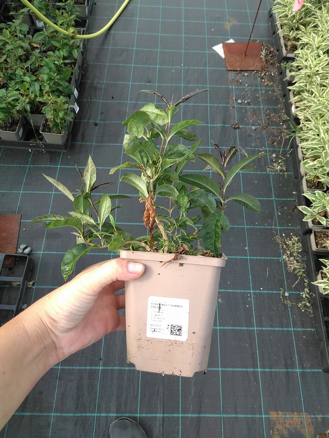 Phlox Sweet Summer Dream - 11. 7. 2025