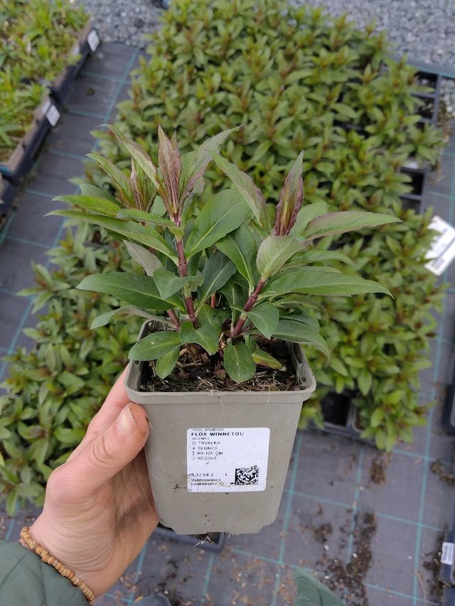 Flox Winnetou - 21. 4. 2026