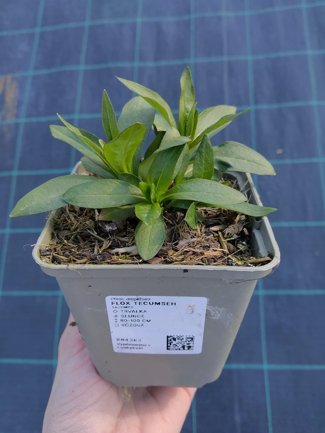 Flox Tecumseh - 27. 3. 2026