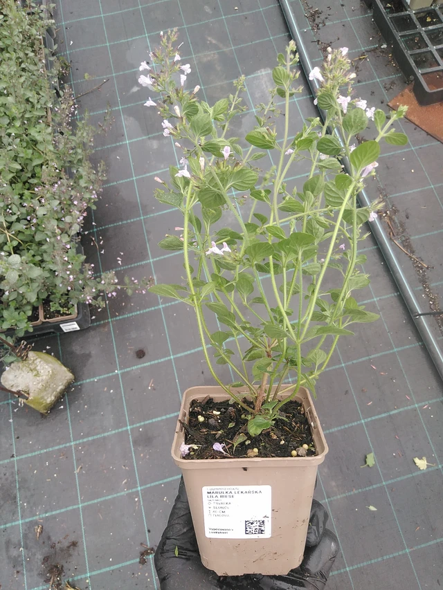 Tarhamari Lila Riese - 4. 8. 2025