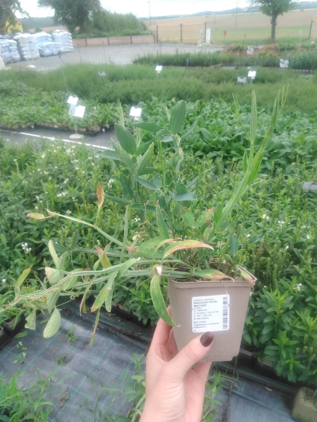 Hajuherne Pearl Mixture - 2024