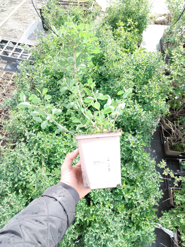 Snowberry Magical Green Falls - 2024