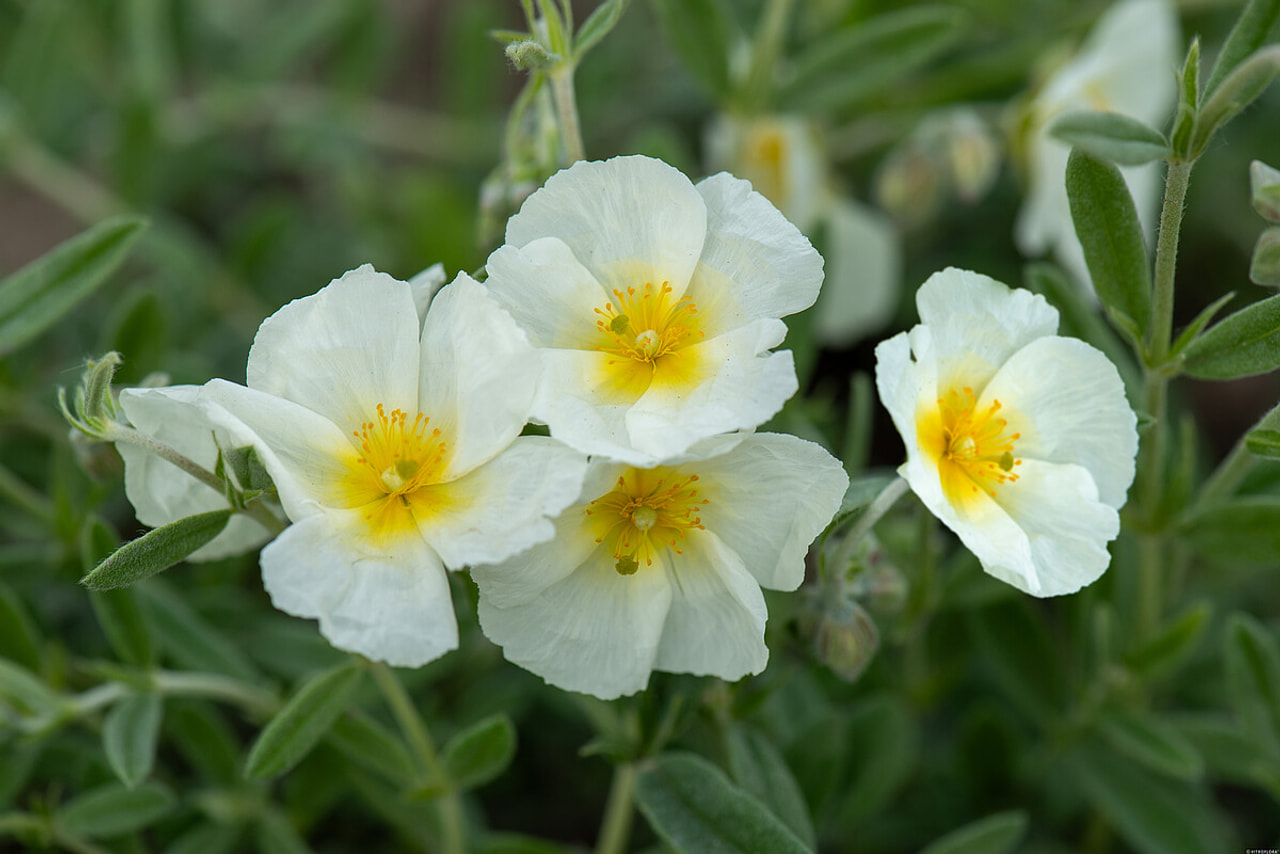 Zonneroosje The Bride, Loukykvět