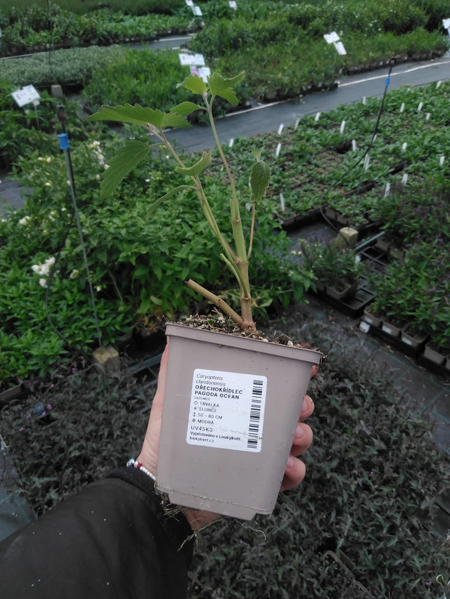 Perhoskukka Pagoda Ocean - 2024