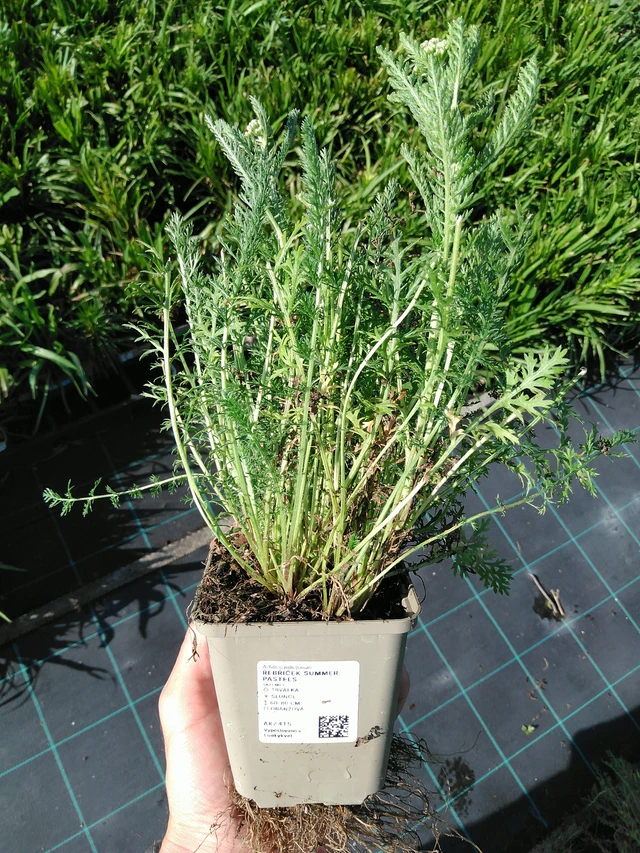 Řebříček Summer Pastels - 24. 6. 2025