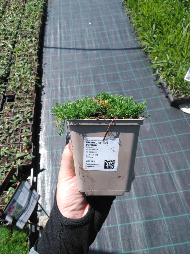 Rmenec sličný Plenum - 13. 5. 2025