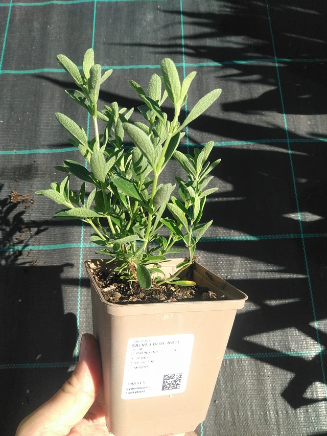 Salvia Blue Note - 30. 6. 2025