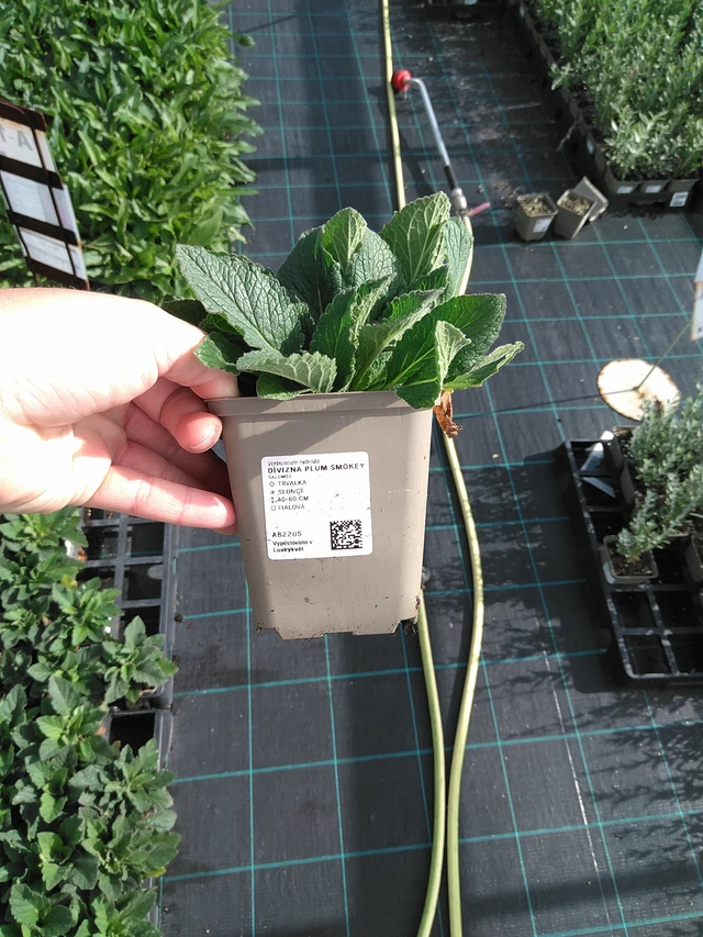 Gordolobo Plum Smokey - 11. 7. 2025