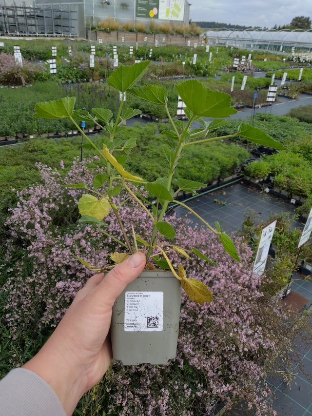 Malvavisco Duet - 9. 10. 2025