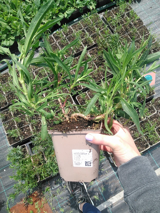 Baby's Breath Flamingo - 9. 6. 2025