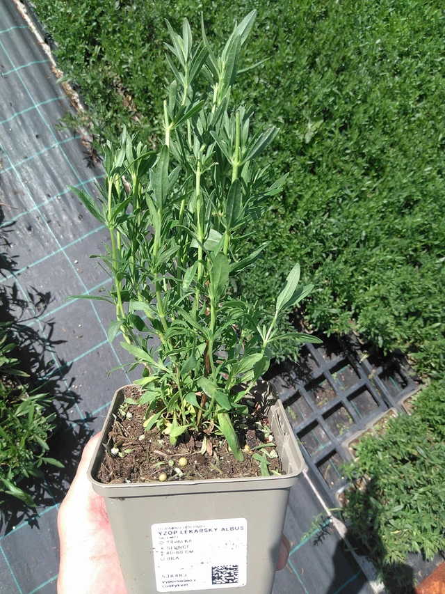 Hyssop lékařský Albus - 24. 6. 2025