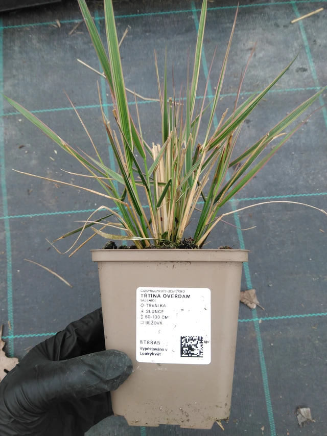 Reitgras Overdam - 1. 4. 2026