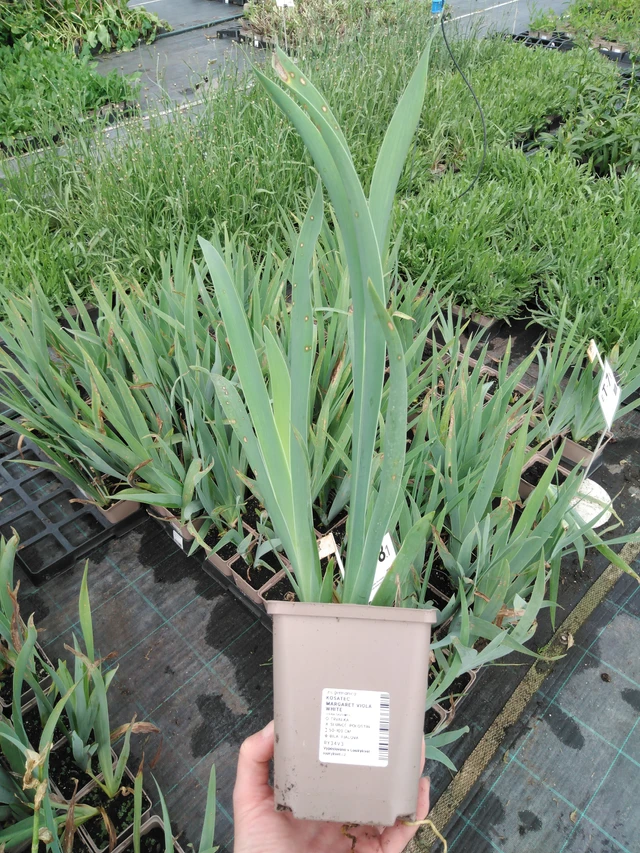 Kurjenmiekka Margaret Viola White - 2024