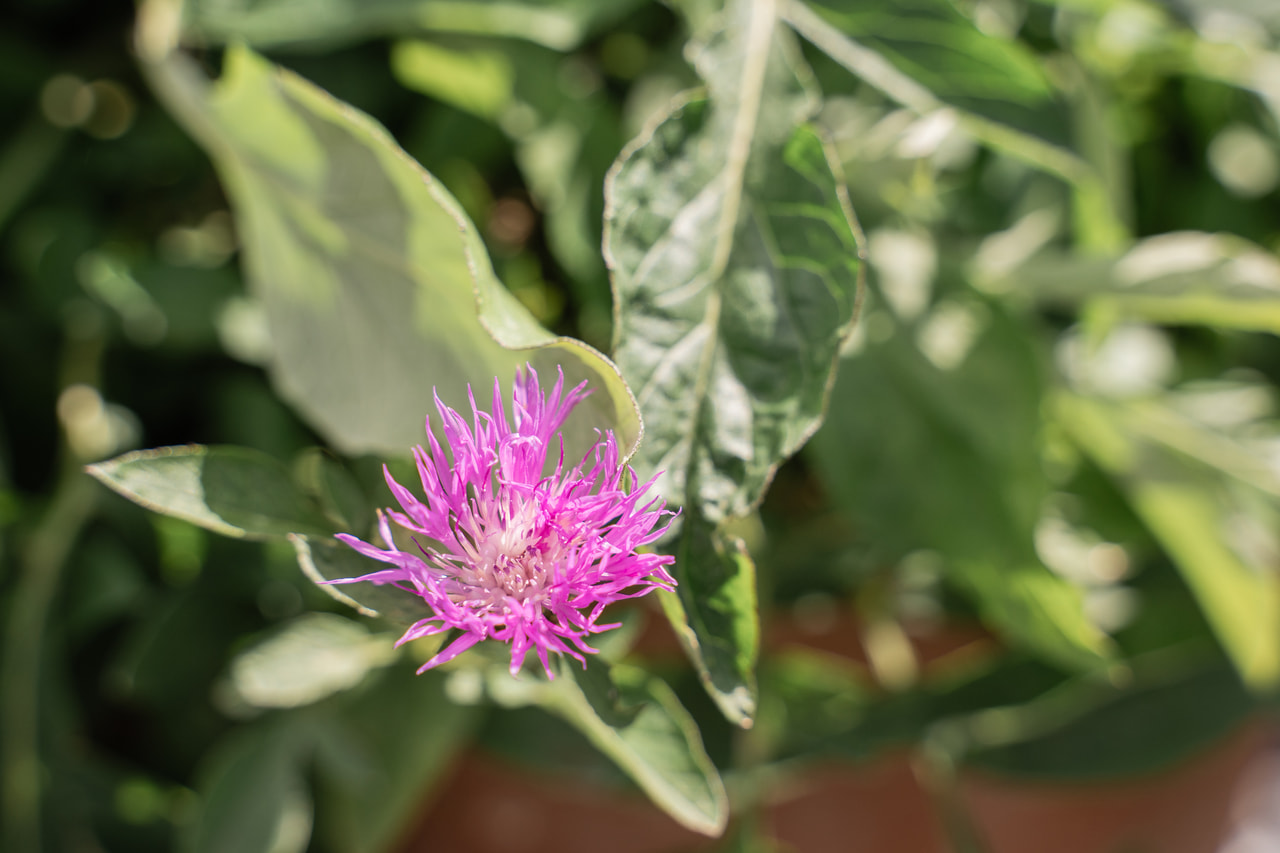 Búzavirág Bright Rose, Loukykvět