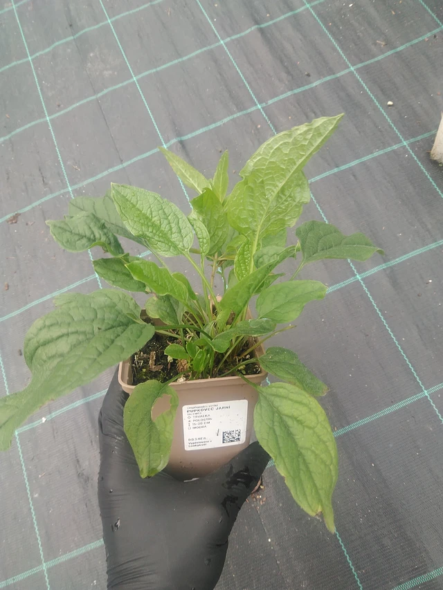 Omphalodes verna - 10. 9. 2025