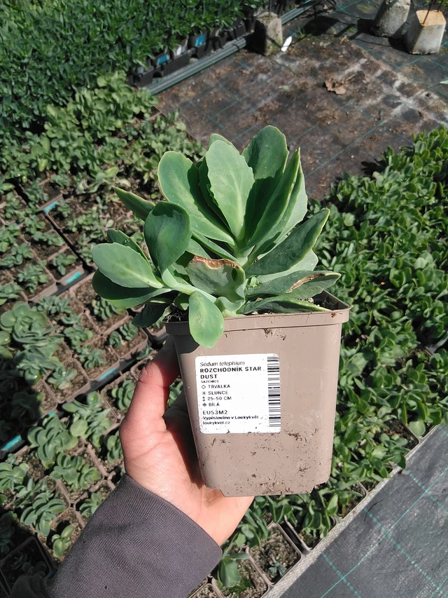 Sedum Star Dust - 13. 5. 2025
