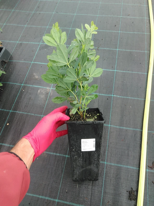 Baptisia australis - 31. 7. 2025