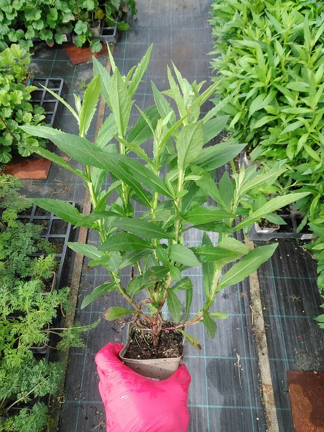 Sneezeweed Helena Gold - 29. 7. 2025