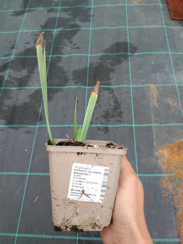 Kosatec Eleonor Roosevelt - 10. 9. 2025