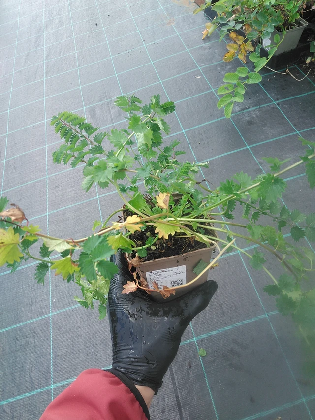 Pikkuruoho  - 13. 10. 2025