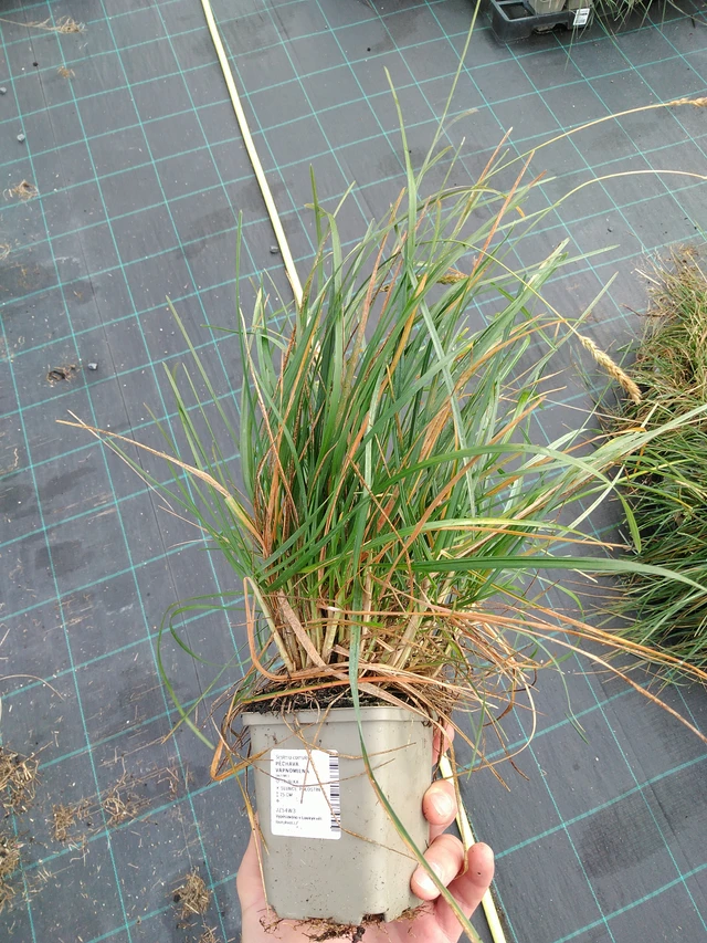 Pěchava vápnomilná - 28. 7. 2025