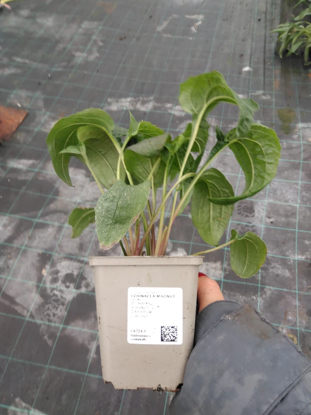 Echinacea Magnus - 10. 9. 2025