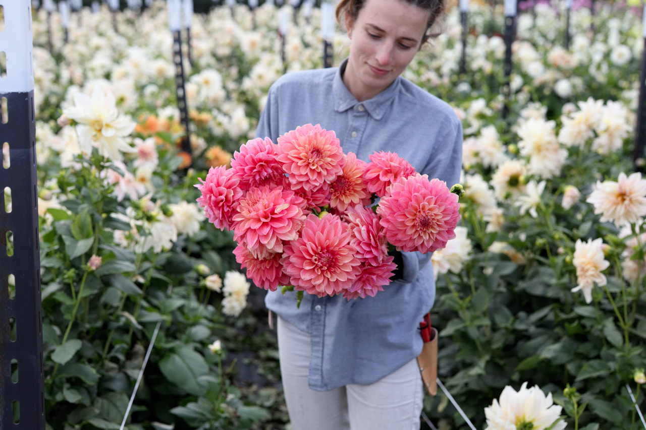 Jiřina Scaur Swinton, Loukykvět