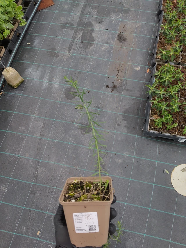 Flax vytrvalý - 12. 9. 2025