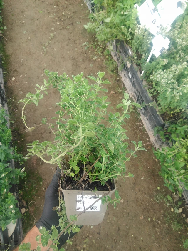 Dobromysl Supreme - 10. 9. 2025