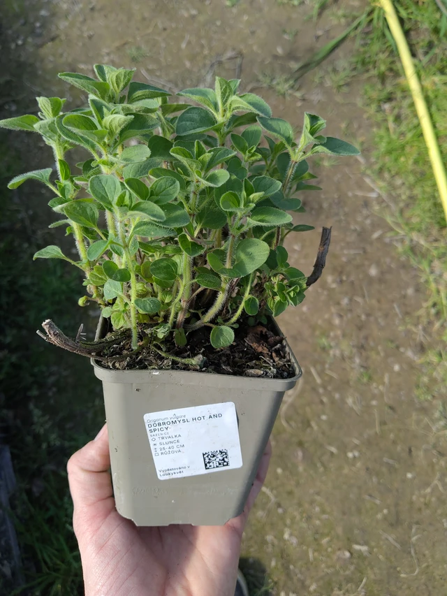 Szurokfű Hot And Spicy - 27. 3. 2026