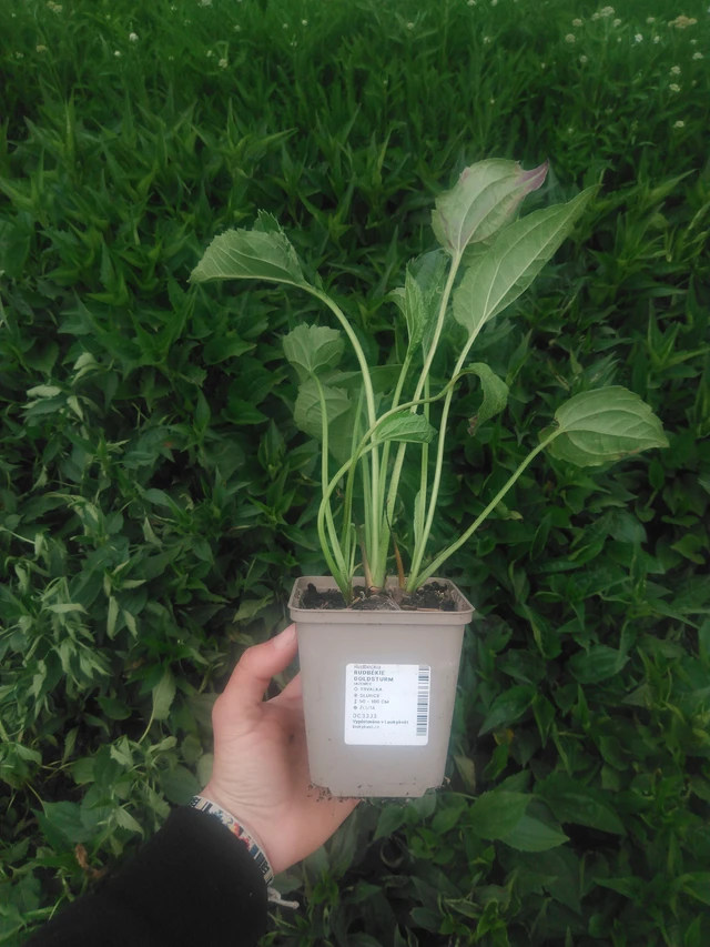 Rudbeckia Goldsturm - 2024