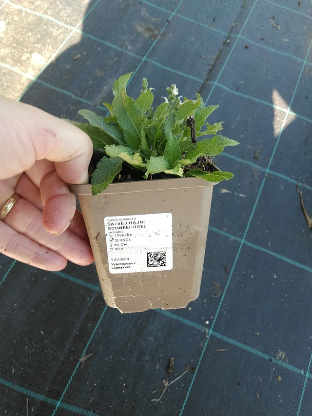 Šalvěj hajní Schneehügel - 19. 8. 2025