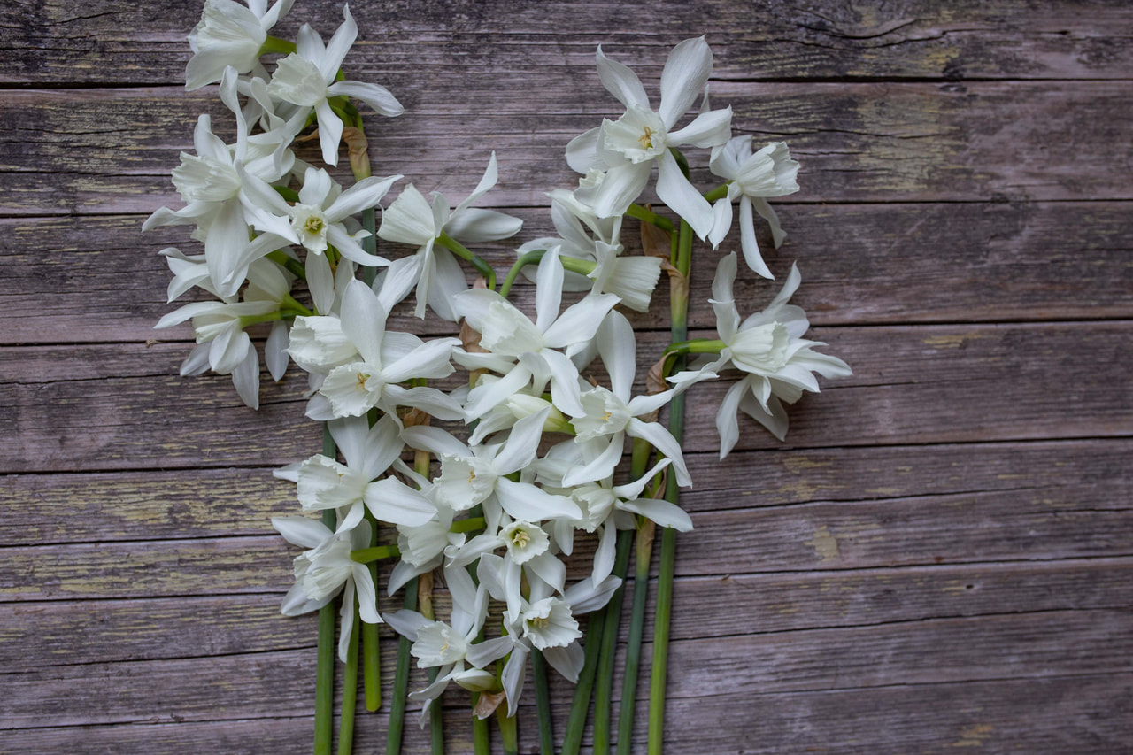 Narcis Thalia, Loukykvět