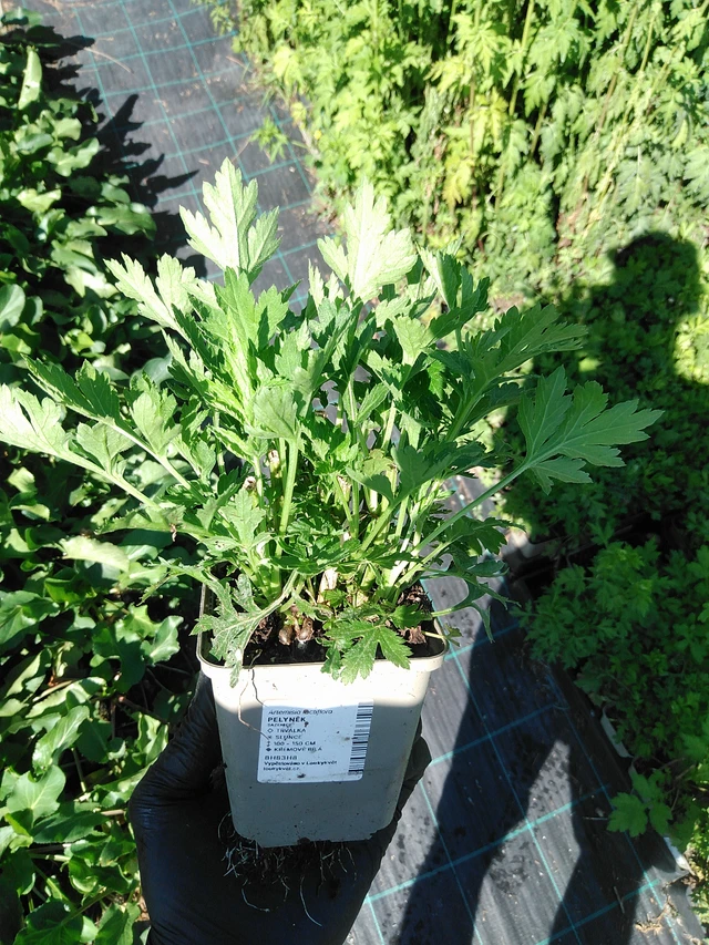 Artemisa - 19. 8. 2025