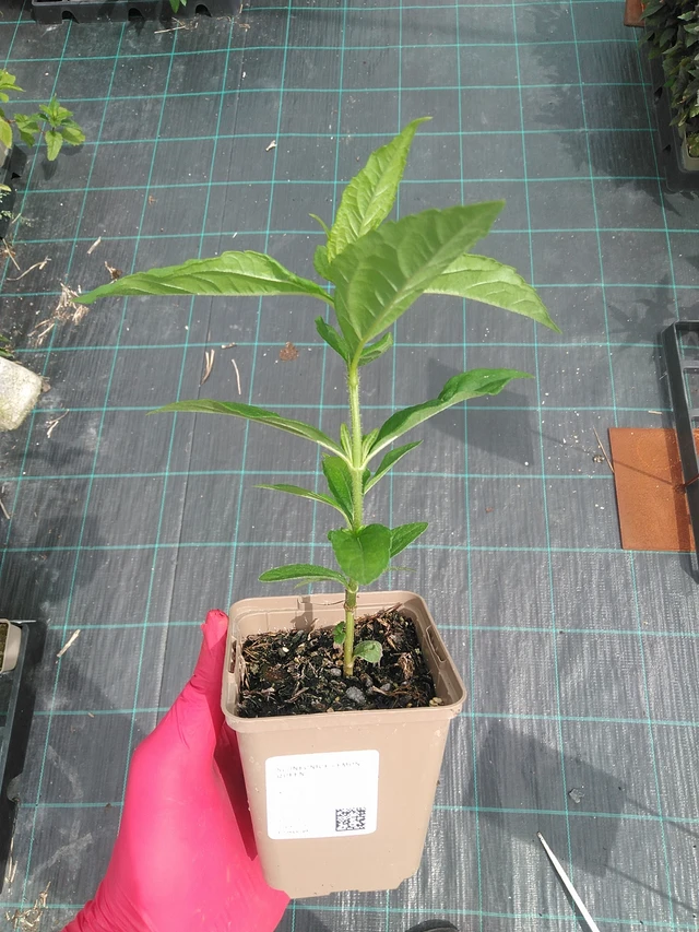 Girasol Lemon Queen - 7. 7. 2025