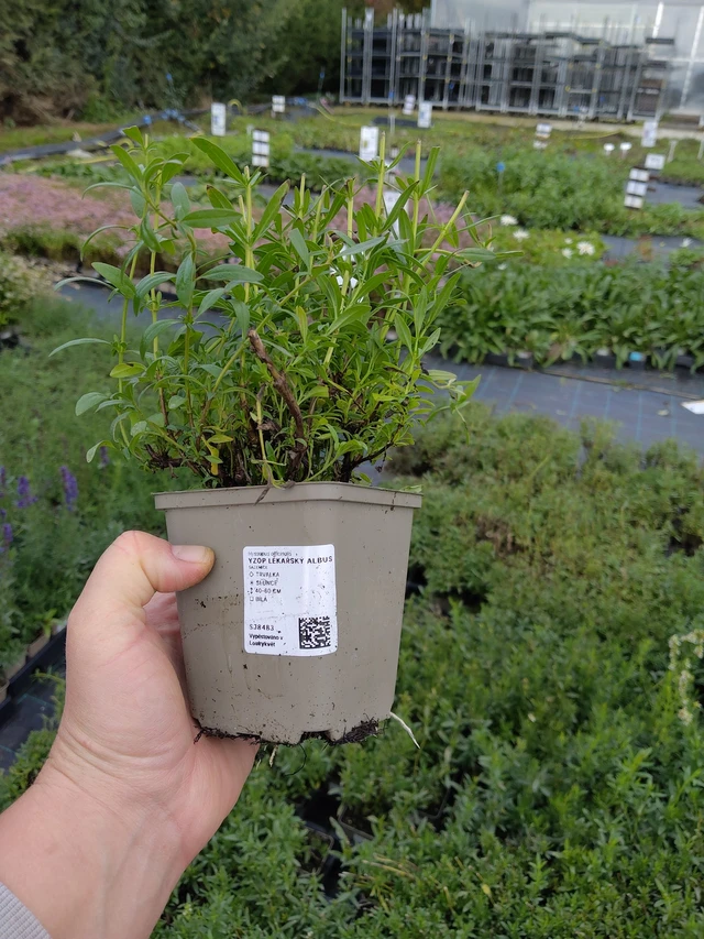 Hyssop lékařský Albus - 9. 10. 2025