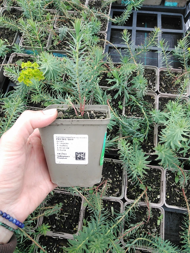 Euforbia sivý  - 9. 6. 2025