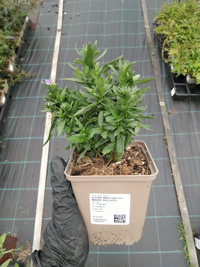 New York Aster Marie Ballard - 10. 9. 2025