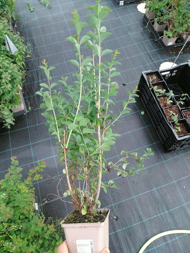 Snowberry Magical Red Riding Hood - 28. 7. 2025