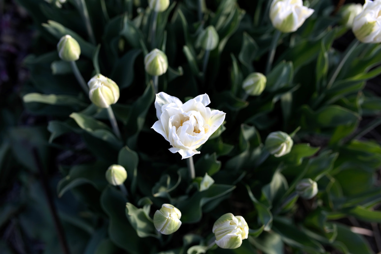 Tulipán Mount Tacoma, Loukykvět